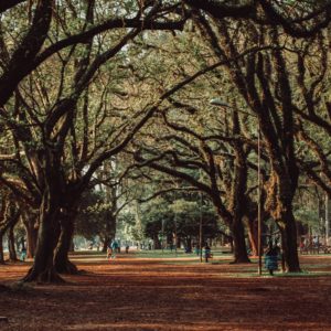 PARQUE DO IBIRAPUERA